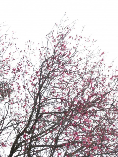 P1010195