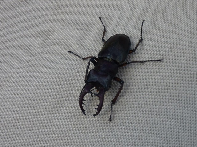 P1020410
