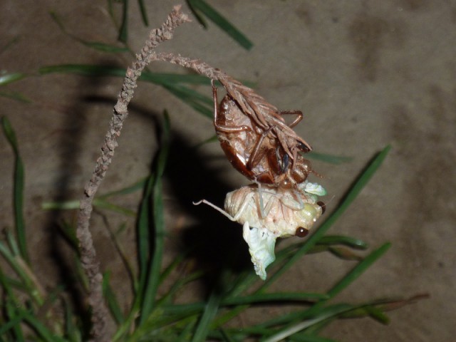 P1020486