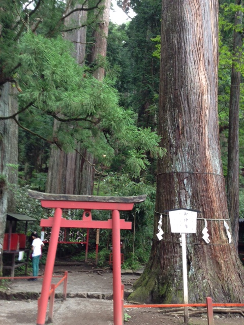 神木1