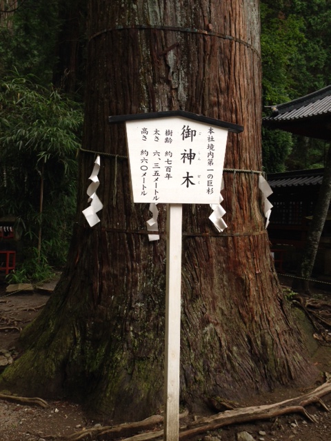 神木2