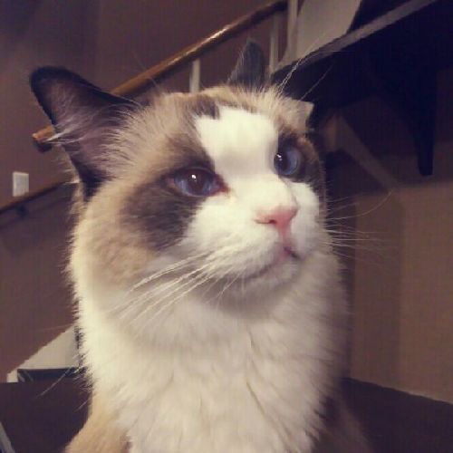 猫カフェ