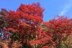 織姫公園もみじ谷