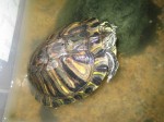 GAMERA！