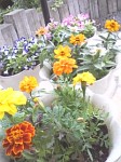 SMALL GARDEN