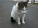 ・・・猫・・・