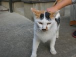 ・・・　猫　Ⅱ　・・・