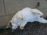・・・　我輩は猫である　・・・