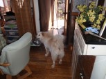 オイラは、番犬ダゾ!!
