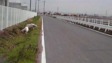 なぜ？こんなトコに？？　ｵｵｰw(*ﾟoﾟ*)w