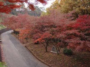 織姫公園のもみじ谷