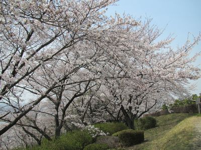 桜満開！！