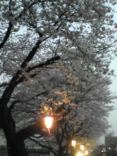 春が来た！