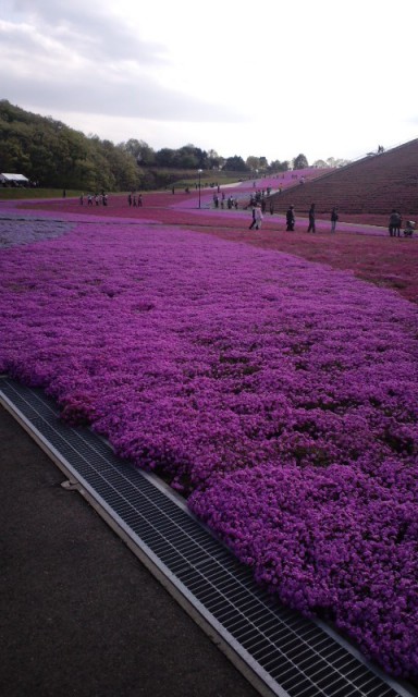 芝桜