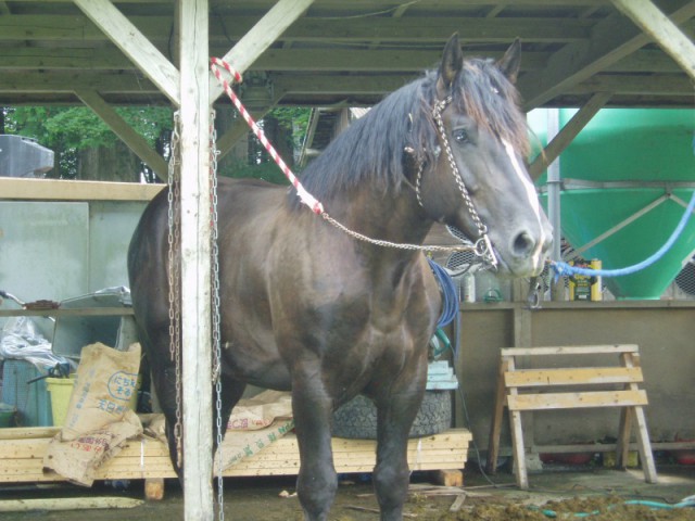 牧場で馬