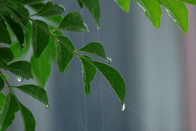 恵みの雨