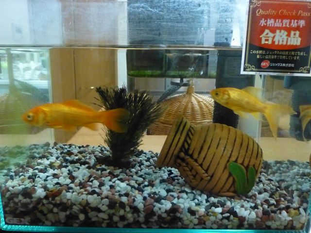 金魚の生命力！