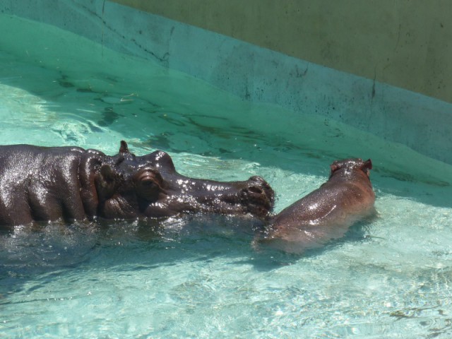 東武動物公~園~♪
