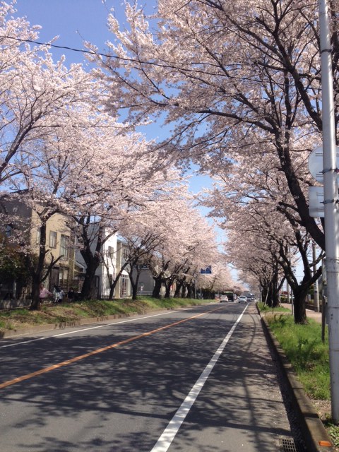 小山店の桜