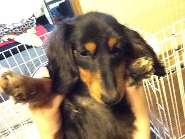 愛犬　ルル