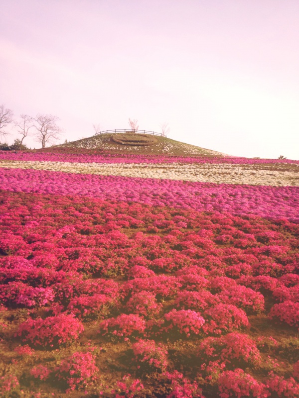 お花見　桜？