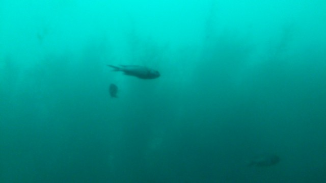 かつうら海中公園