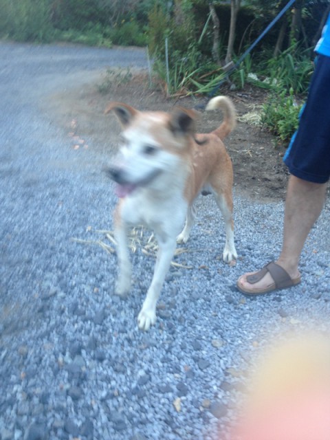 愛犬くん♡*