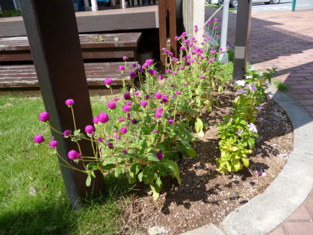お花