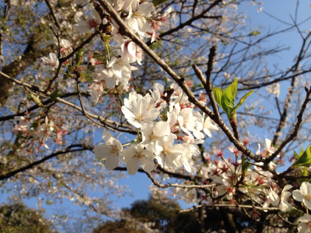 城山公園＠小山市