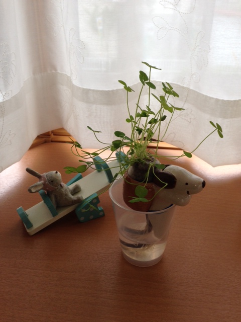クローバー増殖