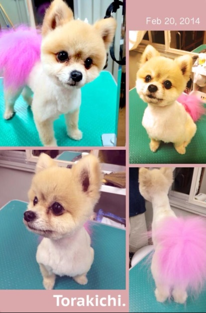 ★愛犬★