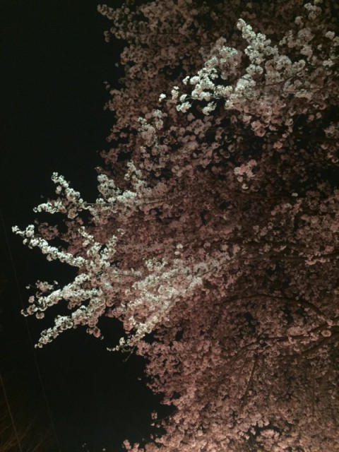 お花見❀