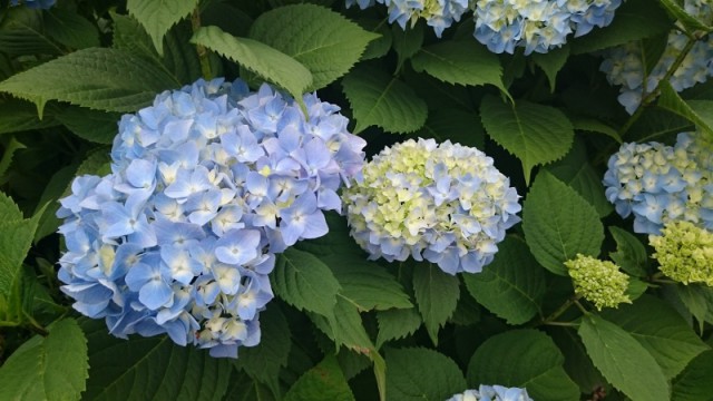 紫陽花