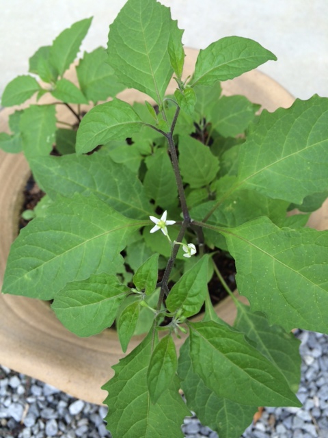 小さな花