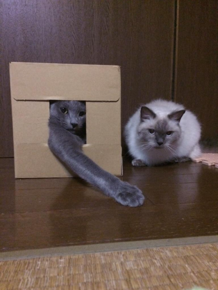 我が家の猫たち