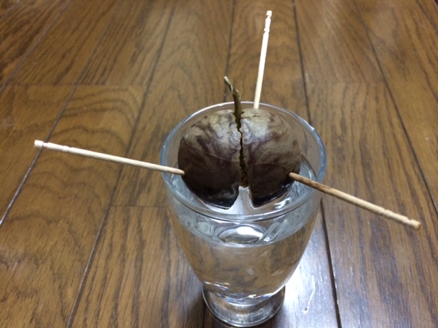 芽が出ました！