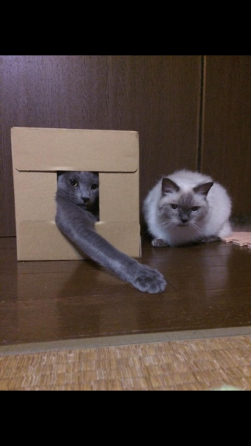猫達!