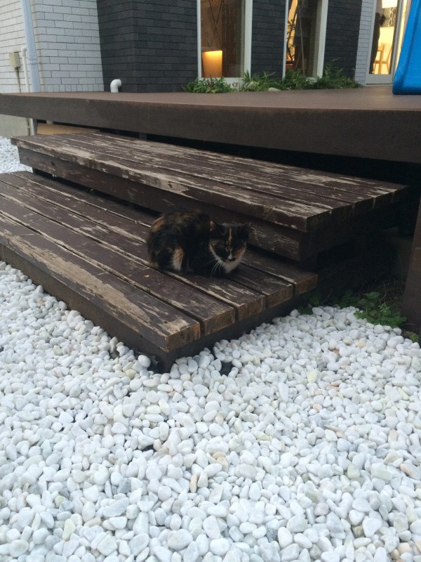 猫！