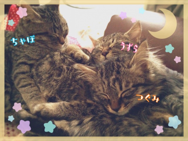 ねこ=^_^=