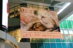 ねこがかわいいだけ展